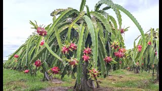 Dragon fruit Hylocereus undatus garden [upl. by Emyle]