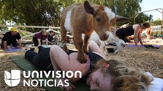 La nueva tendencia del yoga con cabras revoluciona EEUU [upl. by Ahsatam]