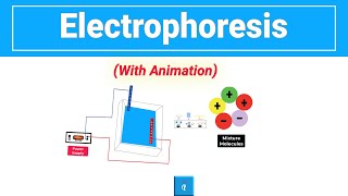 Electrophoresis [upl. by Scrivenor979]