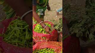 Green chilli mirchi today bowenpally vegetable market farmersmarket streetfood dty vlogs plz sub [upl. by Ahsimac]