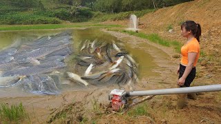 Modern fishing technology Use a large capacity pump  Harvesting fish in the pond  Catch many fish [upl. by Laenaj]