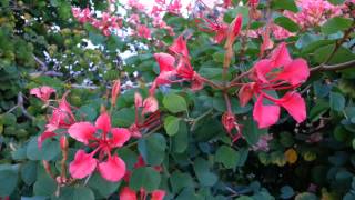 Bauhinia galpinii  Red Orchid Tree HD 01 [upl. by Felita]