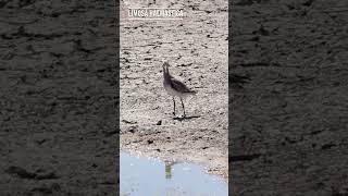 BECASA DE MAR Limosa haemastica – BUSCANDO FAUNA [upl. by Nnylyram]