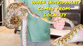 Reticulated Python Localities What Difference Can They Make [upl. by Eihtur627]