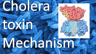 Cholera toxin mechanism [upl. by Isobel]