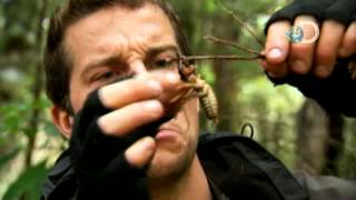 Man vs Wild  Bear Eats an Exotic Bug [upl. by Aivataj]