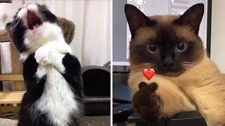 Compilation New Funniest Cat Videos 😹 You laugh You Lose 🤣 Best of Funny Cat Videos 😂 [upl. by Maurreen]