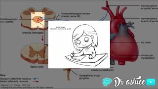 🔴 LA REGULATION DE PRESSION ARTERIELLE CLAIRE EN 10 MIN  COURT TERME 2017   DR ASTUCE [upl. by Eleik]