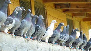 A Day in the Life of Young Racing Pigeons [upl. by Annaeirb]