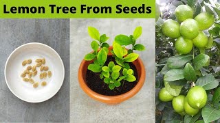 How to grow lemon tree from seeds at home  with 100 success [upl. by Odiug]