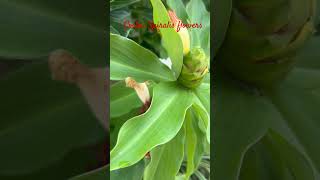 Costus Spiralis flowers common name is Spiral Ginger nature [upl. by Artek]