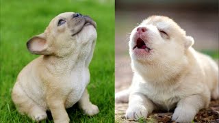 Cute Puppies Howl For The First Time  NEW [upl. by Eirellam495]