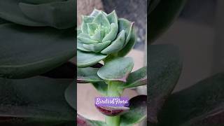 Echeveria elegans plant🪴  indoor plants  houseplants  nature trending plantsshorts aesthetic [upl. by Yelwah]