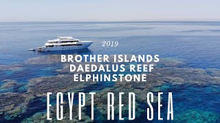 Travel ∙ Ägypten Rotes Meer ∙ Tauchsafari Brother Islands Daedalus Riff Elphinstone Riff ∙ 2019 [upl. by Rhines879]