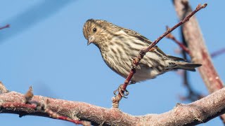 Pine Siskin Calls [upl. by Enyleve810]