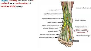 Anterior Tibial Artery  Dr Ahmed Farid [upl. by Steward]