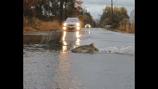 Salmon cross the road 2023 [upl. by Jezebel600]