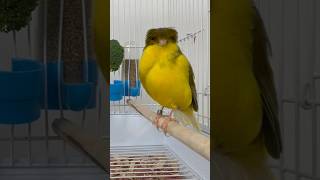 Experience the Enchanting Melody of the Best Canary Singer🎶✨canarylovers canarysinging canary [upl. by Woodson]