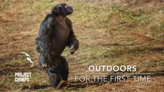 Chimps Go Outdoors for the First Time [upl. by Emsoc]