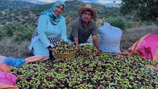 إنطلاق موسم جني الزيتون في قرية جبلية بأسعار غير مسبوقة [upl. by Acnoib786]