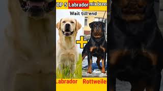 Top 5 Labrador Mix Breed shorts rottweiler labrodarlover dog [upl. by Aenneea]