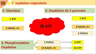 SVT 2 BAC révision consommation de la matière organique et flux dénergie bilan énergétique [upl. by Greeson602]