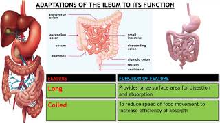 Adaptations of ileum to its functions [upl. by Led]