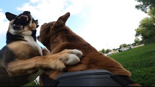 Pit Bull ATTACKED by Dominant Dog At Dog Park [upl. by Rudelson]