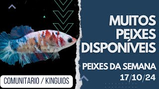 Muitos Peixes Amazônicos para seu Aquario Comunitário [upl. by Nohs58]