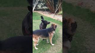 German dog funny video 🤣🤣 Dineshoraonadivasiboi [upl. by Sualokin]