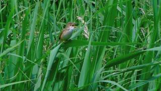 Rousserolle verderolle  Acrocephalus palustris [upl. by Arleyne]