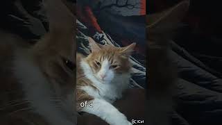 sleepy egg boi ready for bed or zoomies cats catvideos cuteanimals cute sleep pets [upl. by Calise]