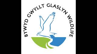 Bywyd Gwyllt Glaslyn Wildlife  Ffrwd Byw  Live Stream [upl. by Elocn537]