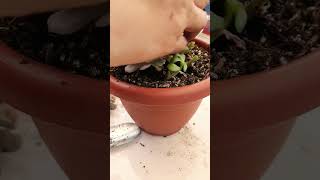 Repotting succulents Succulent plant succulents plants cactus propagation homegarden tips [upl. by Ayt106]