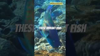 Why Parrotfish Are the Colorful Artists of the Ocean  shorts ytshorts viralshorts [upl. by Karlyn629]