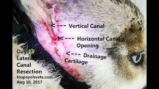 How to treat chronic ear infections in the dog Ear irrigation amp surgeries [upl. by Maidie]