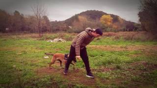 MALINOIS DRESSAGE CLIP [upl. by Armando606]