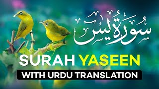 Surah Yasin  Yaseen  with Urdu Translation  Quran Tilawat Beautiful Voice  Hindi Tarjuma [upl. by Ellen]