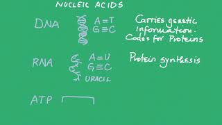 Biological Macromolecules Nucleic Acids [upl. by Adnawat763]