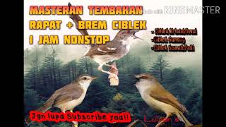 MASTERAN CIBLEK SEMICIBLEK KRISTALCIBLEK GUNUNGCIBLEK SAWAHCIBLEK PADI NEMBAKBREM [upl. by Xenia]