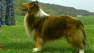 Collie  AKC Dog Breed Series [upl. by Mears]