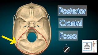 Posterior Cranial Fossa I Human Anatomy Tutorial [upl. by Annaoi]