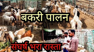 बकरी पालन एक उम्मीद गरीब किसानों का bakri palan video  bakri palan in hindi goatfarming [upl. by Cloe]