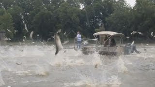 quotSilent Invadersquot Asian Carp 2013 [upl. by Orest317]