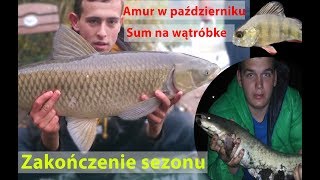 Sum na wątróbkę  amur w październiku  zbieranie grzybów  zakończenie sezonu wędkarskiego 2017 [upl. by Fritzie]