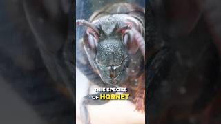 Deadly Hornet Sting [upl. by Aelanna]