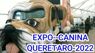 EXPO CANINA QUÉRETARO 2022 MÉXICO ASI SE VIVIO [upl. by Rosabel]