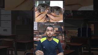 Egg Laying Mammals  Platypus facts biology education shorts [upl. by Yevoc]