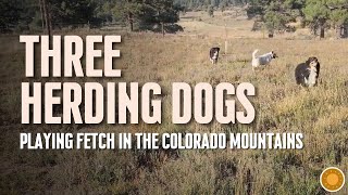 Herding Dogs Playing Fetch in the Colorado Mountains [upl. by Ledba639]