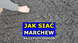 Siewy Marchewki  Najlepszy Sposób Jak siać Marchew Krok po Kroku Sąsiedztwo Szkodniki Uprawa [upl. by Bassett533]